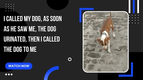 I called my dog, as soon as he saw me, the dog urinated,