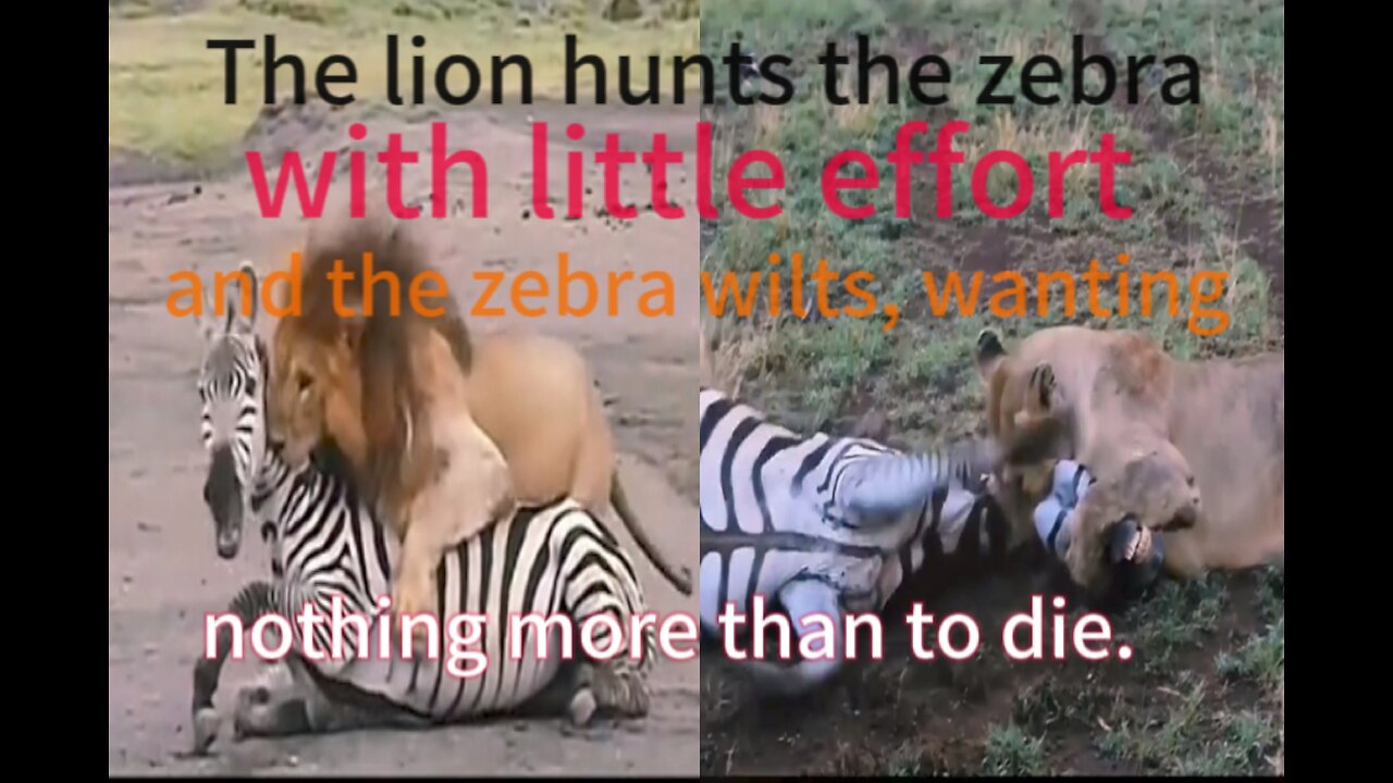 The lion hunts the zebra 🦓