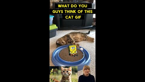 Cute Cat Gif