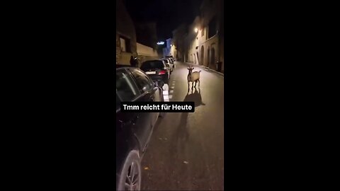 African Gazelle in france walking in streets