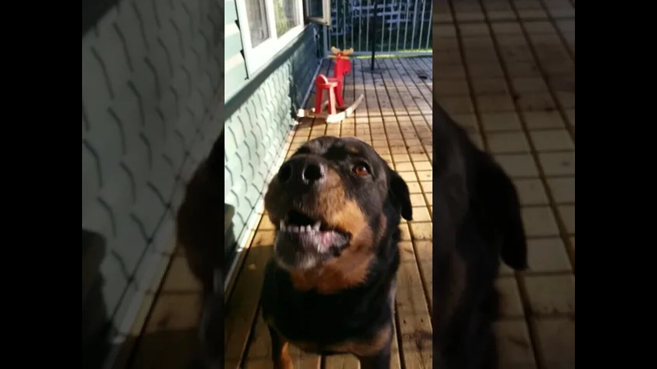 Rottweiler Trying A Pickle 😂🤣 #rottweiler #shorts