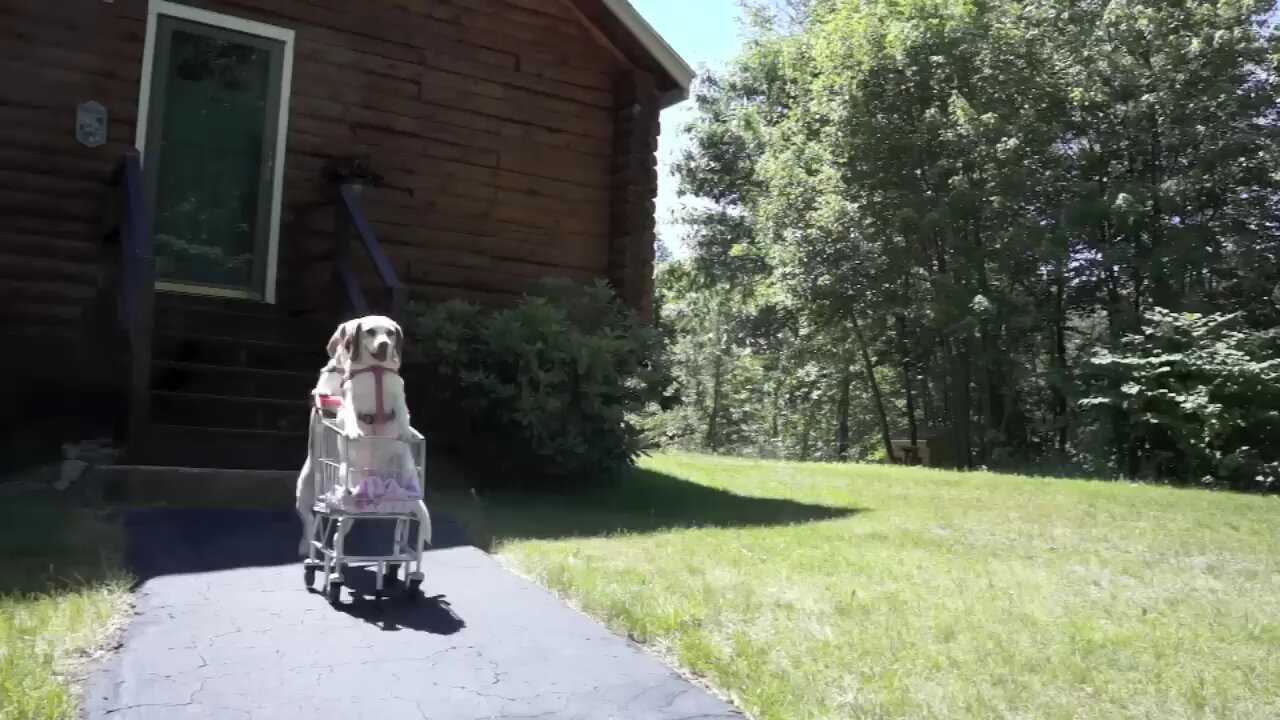 dogs _epic_shopping_cart_voyage_funny_dos_video