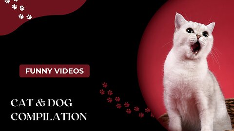 Funny Cats 😽 Funny Dogs - Funny Animals 😂 Animal Compilation