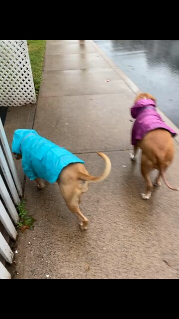 Rainy days with my girls 🐶💖🌨️
