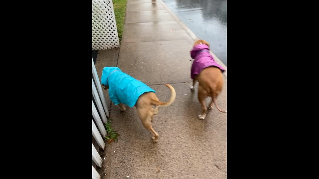 Rainy days with my girls 🐶💖🌨️