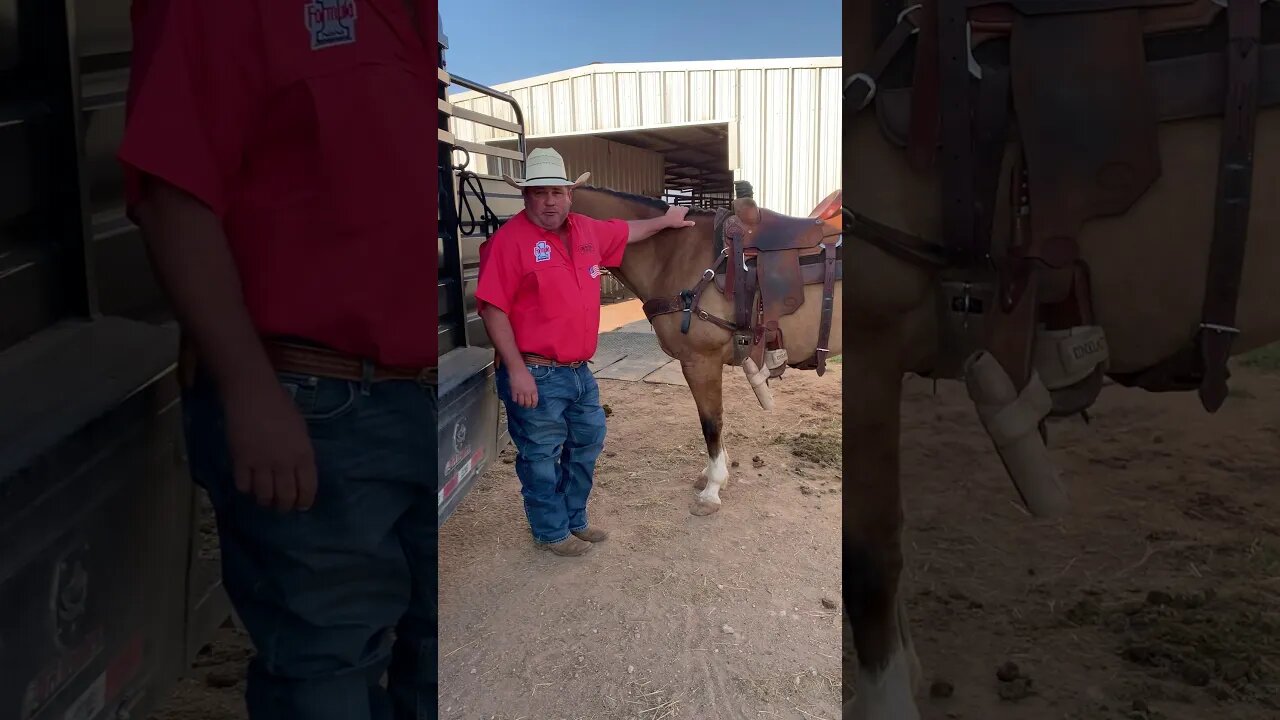 The Horse Trader