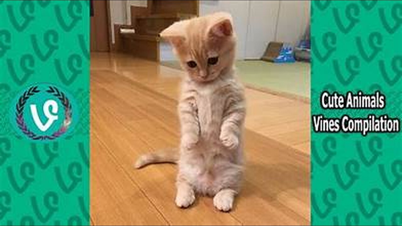 Short Funny Animals Vines 😺🐱😺 Funny Animals Compilation - Whateverfun