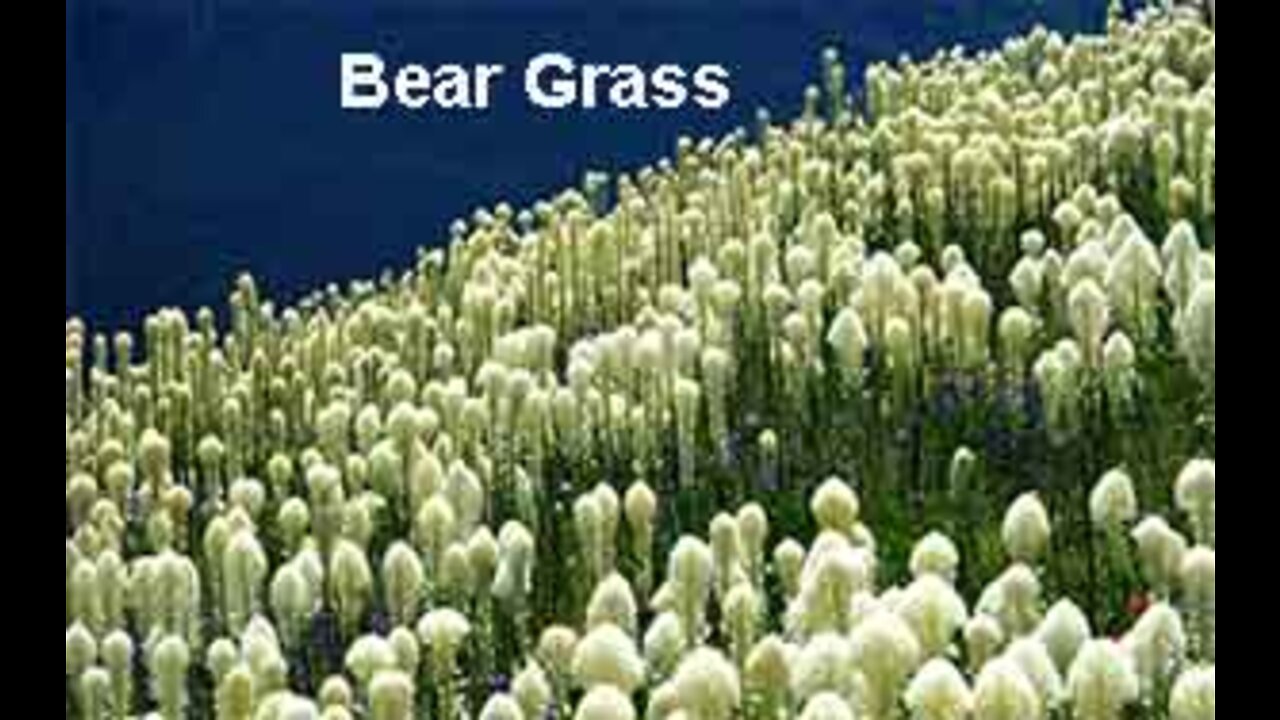 PFTTOT Part 175 Alfalfa, American Bistort, and Bear Grass