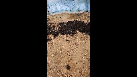 mycorrhizae