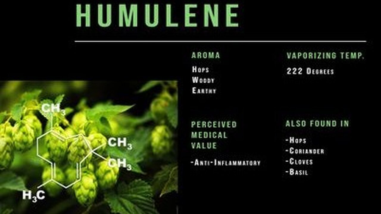 Cannabis & Beer 1 Fermented 1 Perfected, Pick Your Poison - Terpene Commonality In Beer & Weed