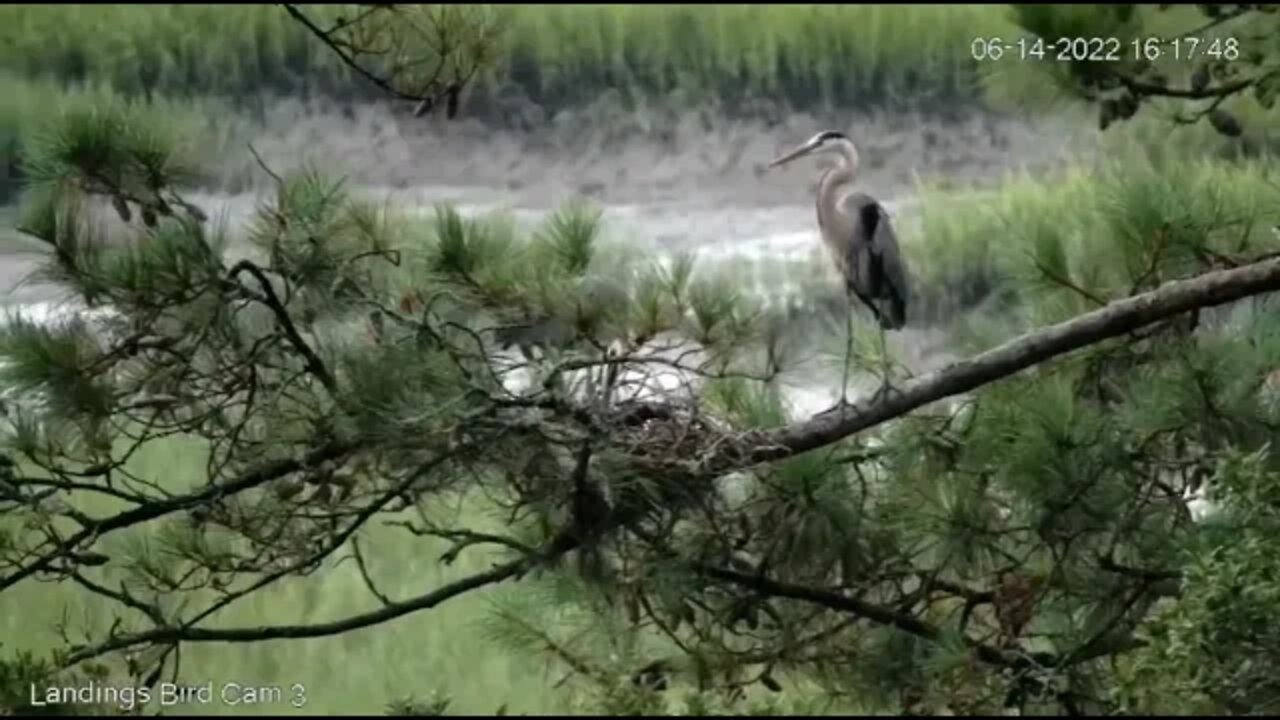 Savannah Nest Heron's Evening Nestorations 🥚 6/14/22 16:17