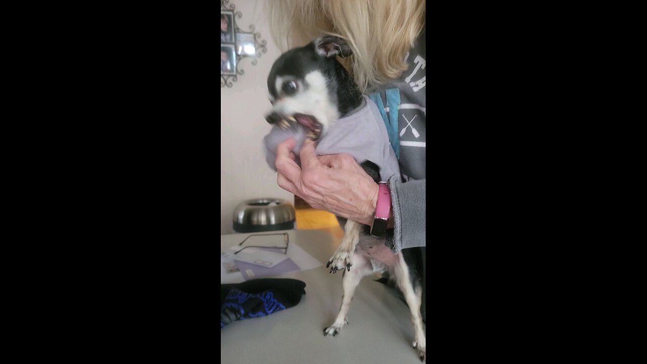 Chester always loves getting dressed