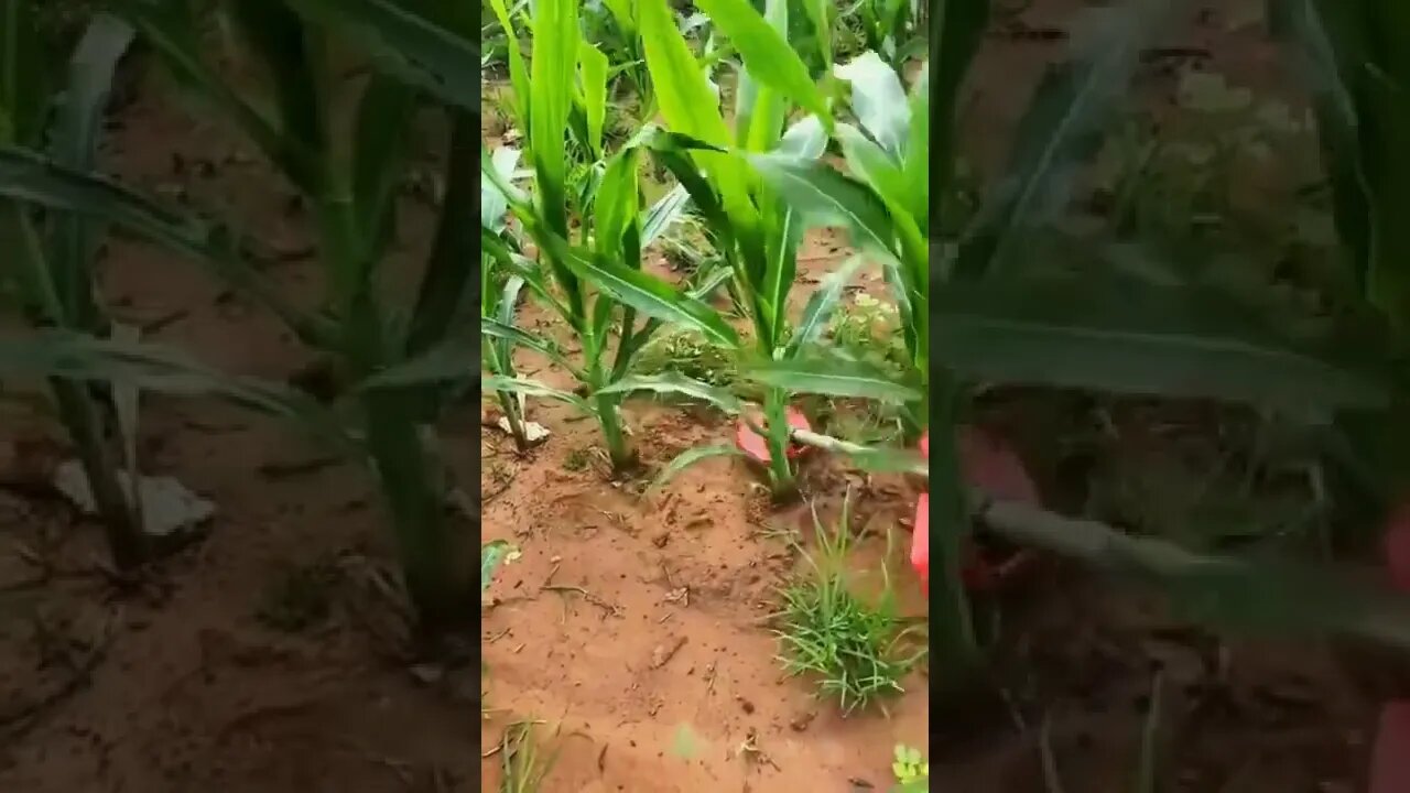 Amazing & trending viral shorts of technology related Shorts video #sorts #shorts