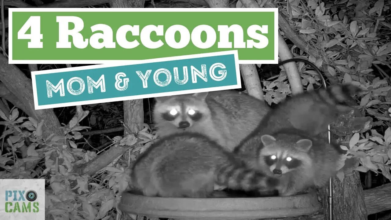 Raccoons - Mom & 3 young