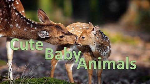 Baby Animals HD Amazing World Of Young Animals