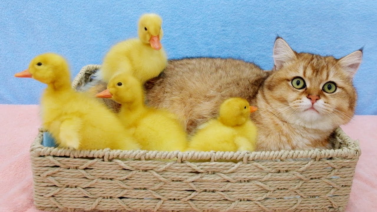 Kitten plays with duckling so cute