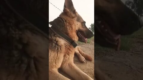 hot dog looking 🔥 #rudrakrishna #ytshorts #hotdog #looking #doglooking #dog