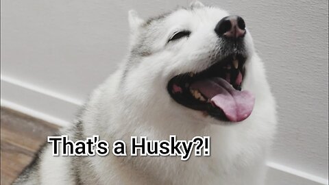 Gorgeous Unicorn Husky Dog Grooming
