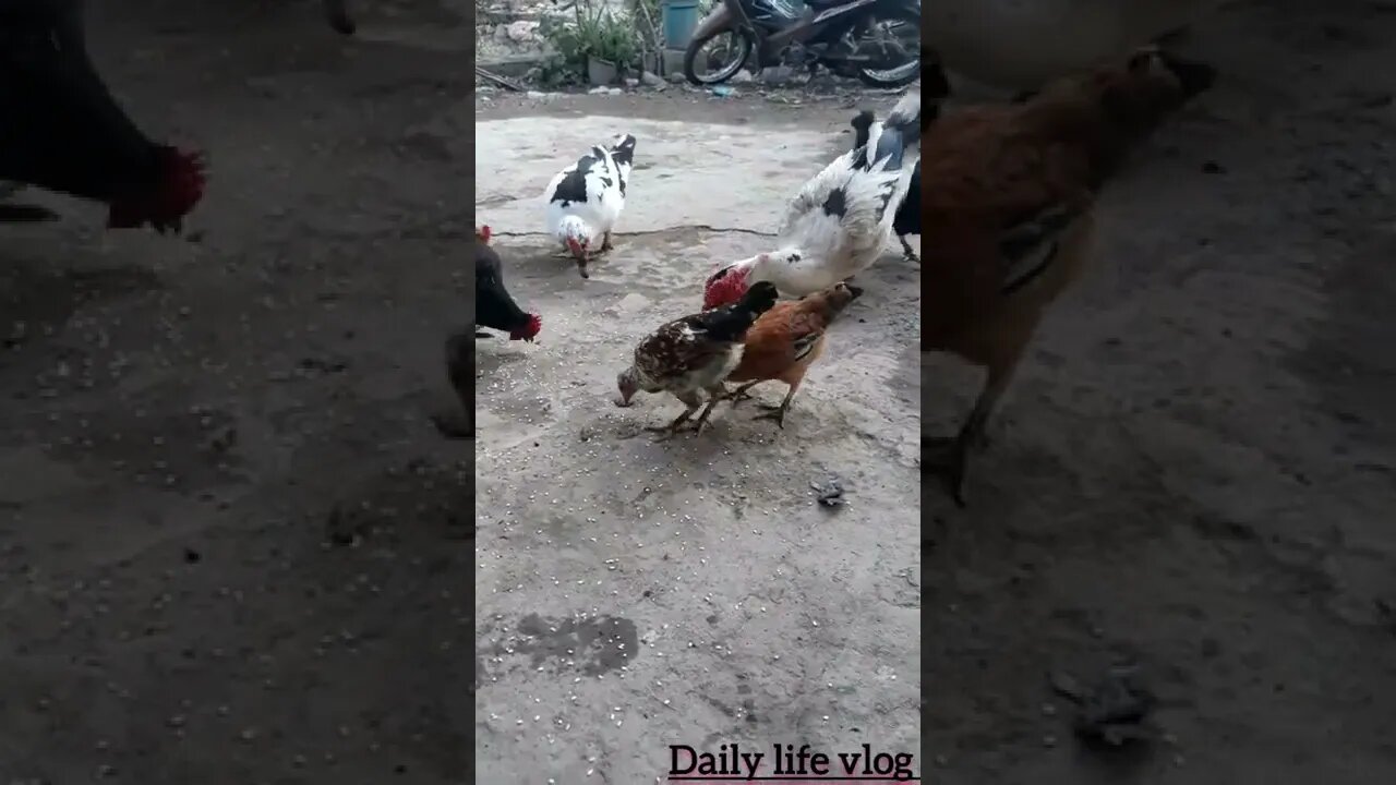 Oh my god, the big geese are fighting for food