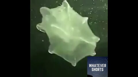 Jellyfish eating another jellyfish #shorts #sea #ocean #animals #eating