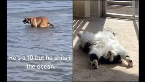 Funny animals 2023😆 - Funniest Cats and Dogs Video🐕🐈329 #shorts Part-11