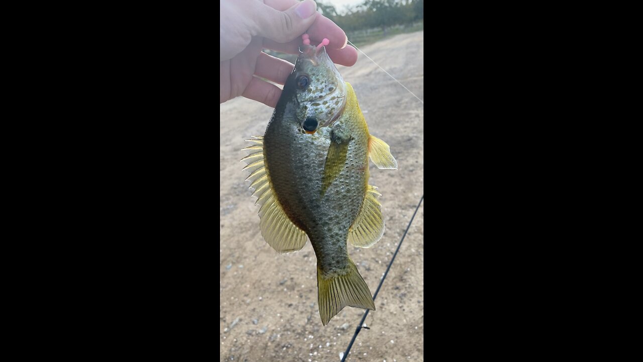 The redear sunfish I caught