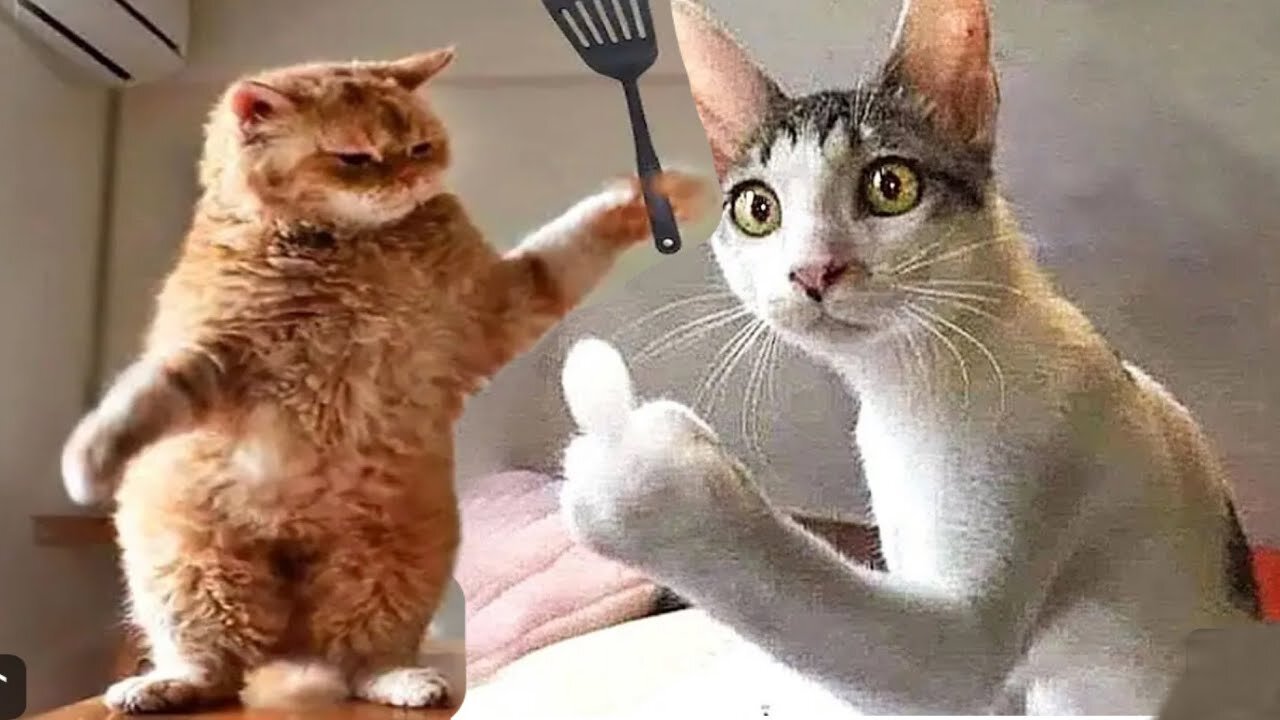 Funny animals funny cats funny dogs videos 🤣🤣