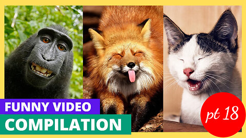 funny animal video compilation 😹🐶 pt 18