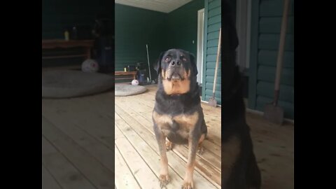 Gorgeous Rottweiler Bad Romance 😍 #Shorts #rottweiler