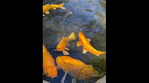 RELAX MUSIC KOi