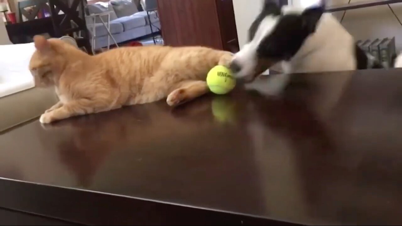 Dog Snatches Ball Away From Cat's Legs