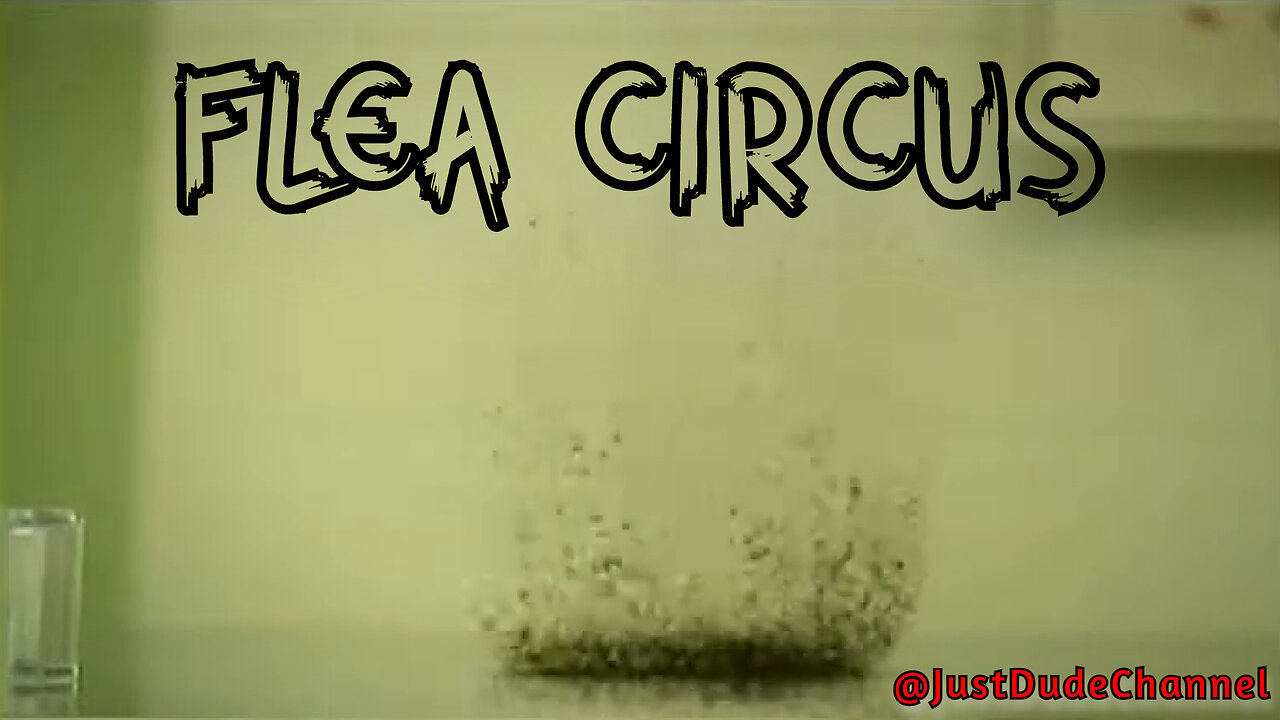 Flea Circus