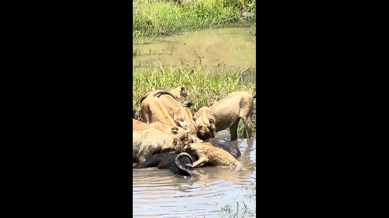 Breakfast time #wildlifemagictv #wildlife #wild #nature #animals #animalslovers #wildlifelovers