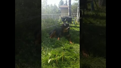 Gorgeous Rottweiler Enjoying The Sun 😎😍 #Shorts #rottweiler