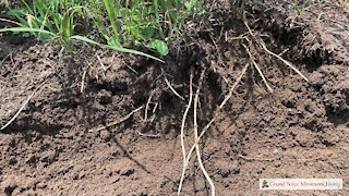 Technique For Easily Removing Nasty Grass Rhizomes