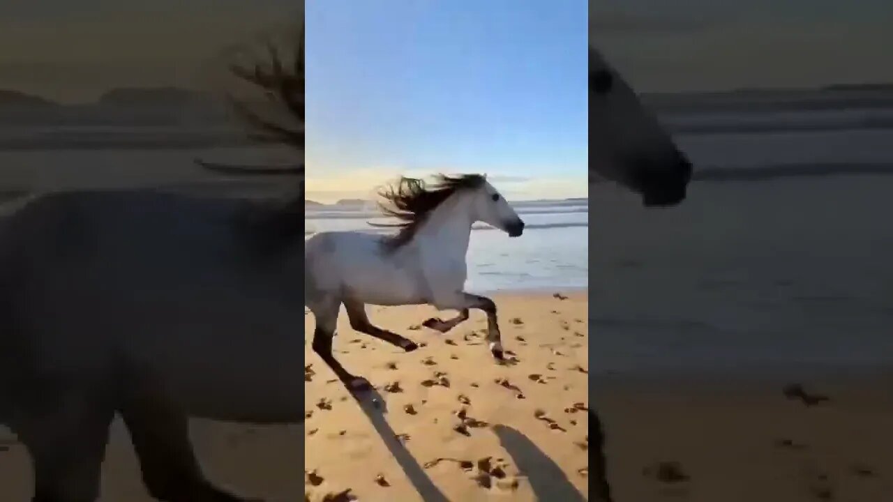 horse