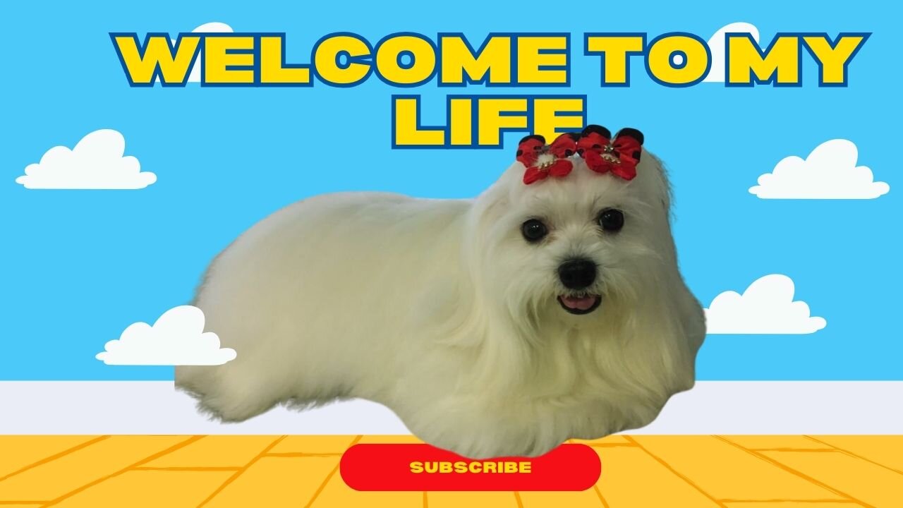 Maltese dog (Chapter 5 - A Painful Loss)