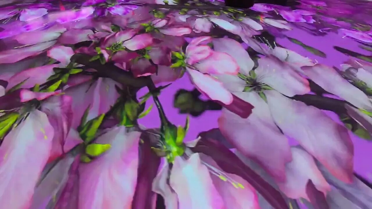 Pixelbloom- immersive art exhibit in Wash. DC