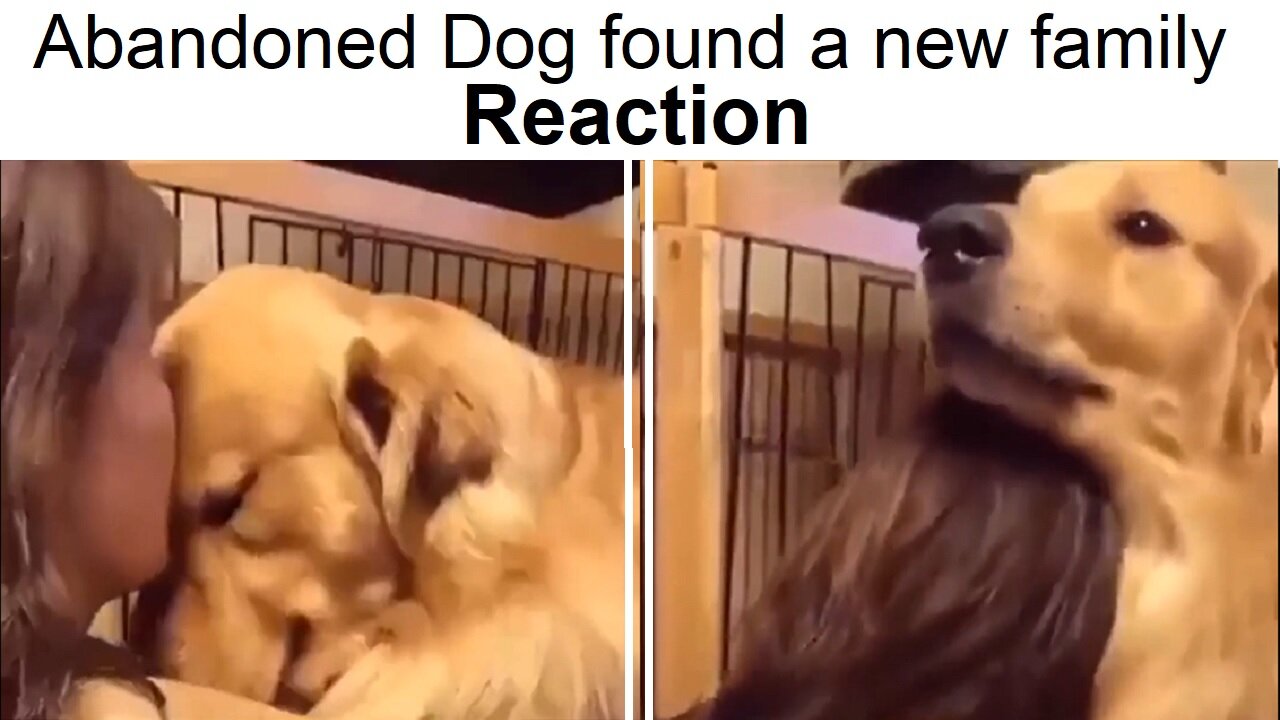 Abandoned Dog Reaction on a new family