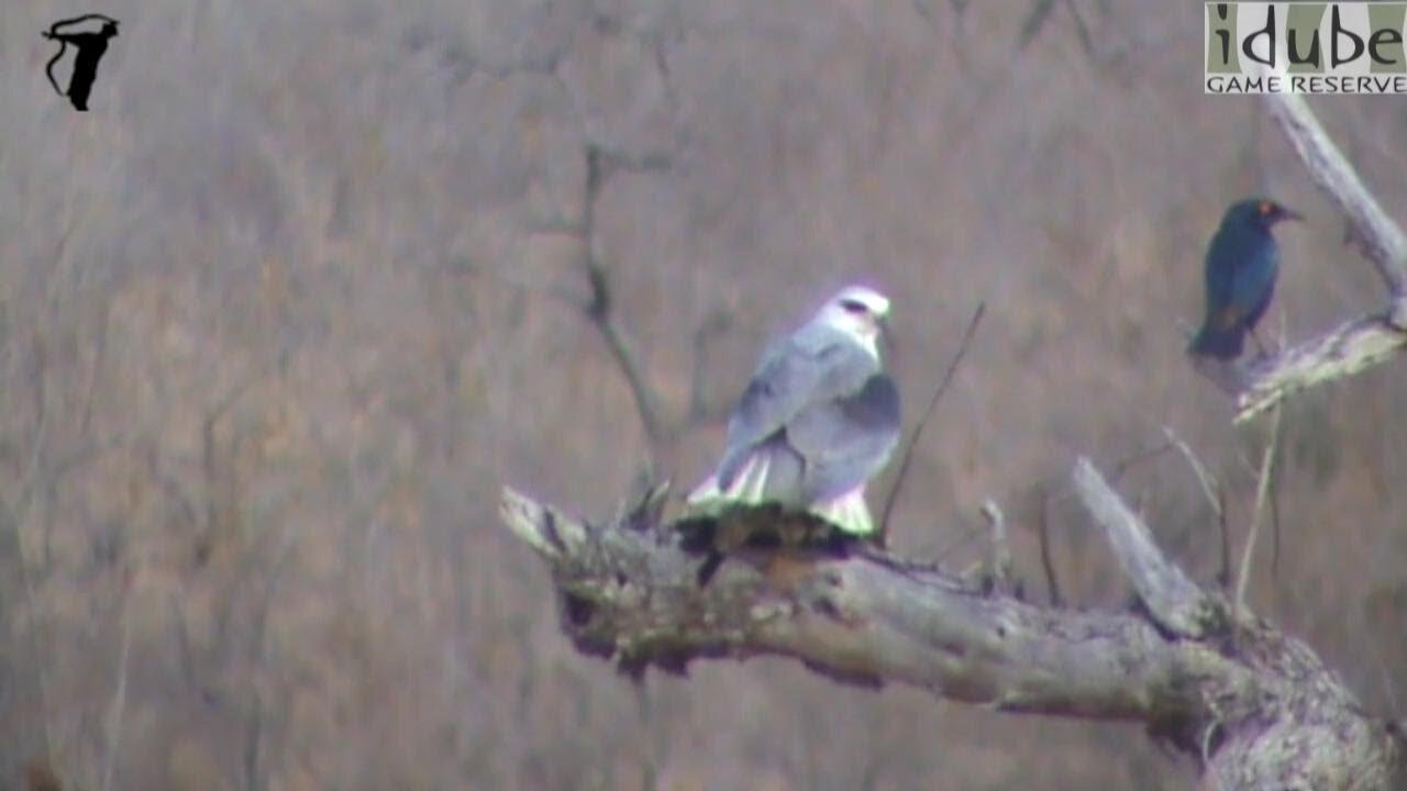 Black-shouldered Kite with Prey