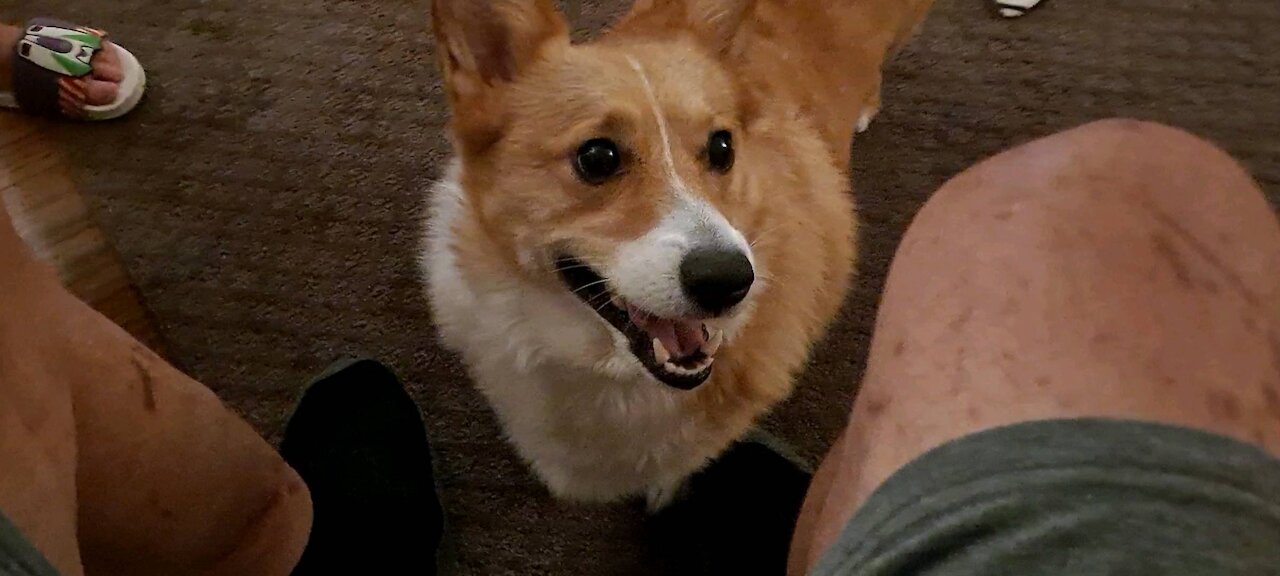 Corgi overload #2