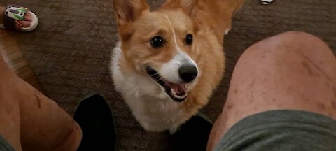 Corgi overload #2