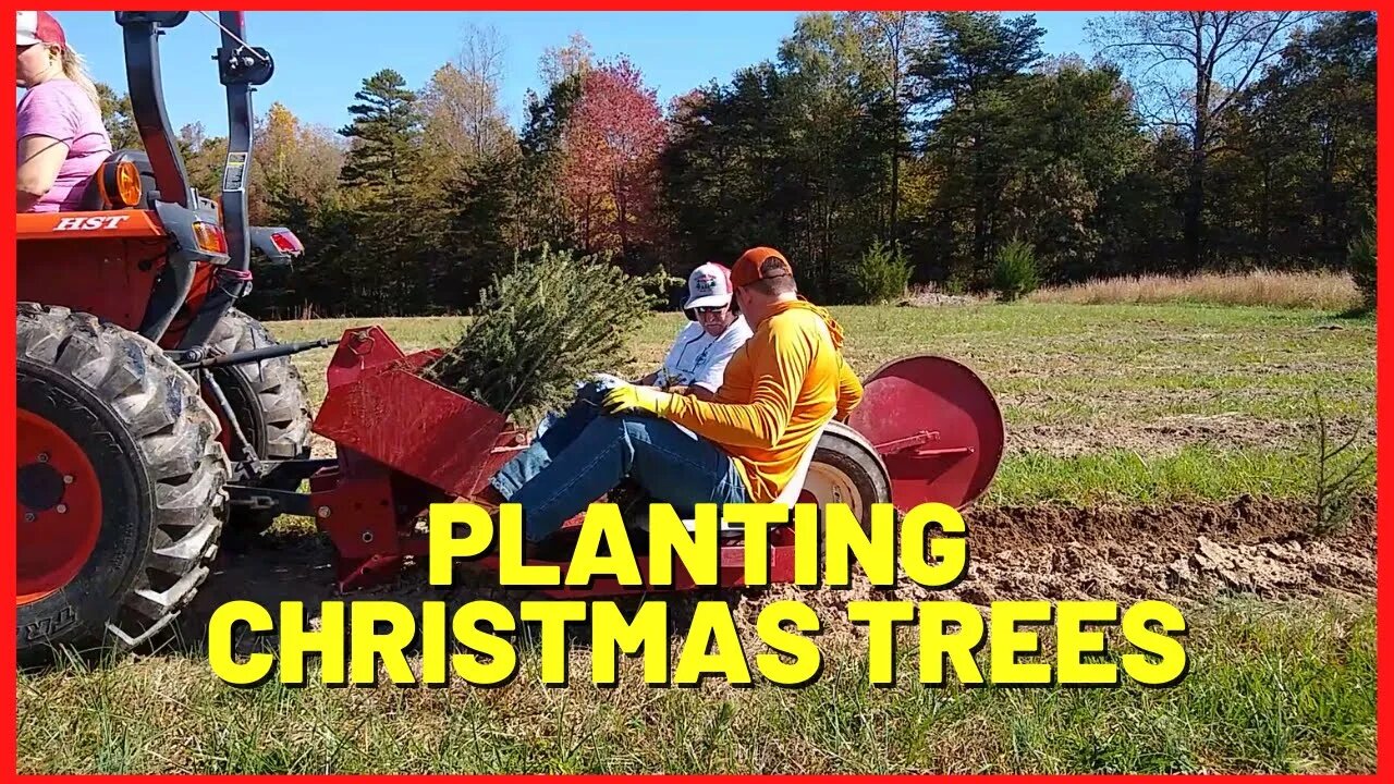 #194 Planting Christmas Trees With Mechanical Transplanter