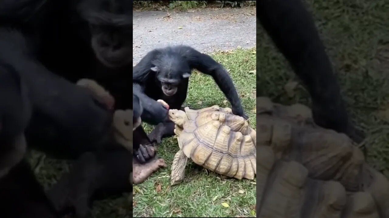 #funny #animals #shorts