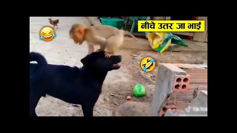 कुत्ते की तों बैंड ही बजा दी बंदर ने 😂🤣 ll Monkey funniest moment caught on camera