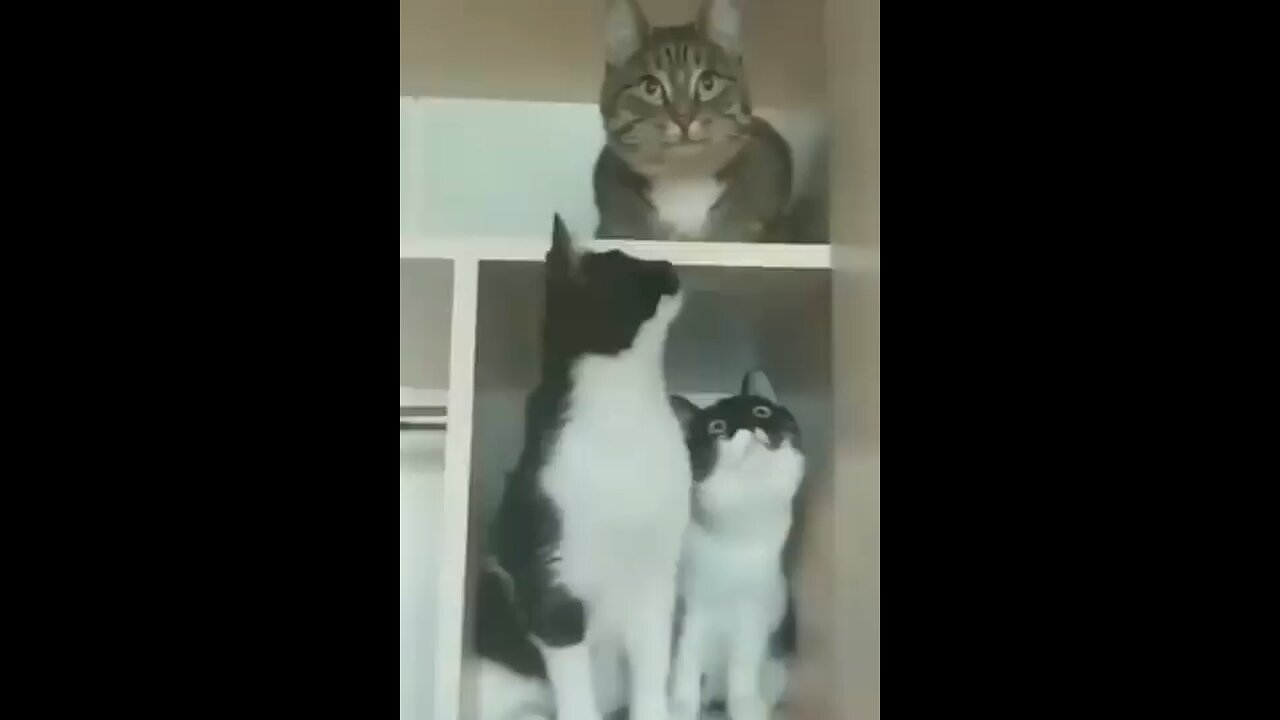 Funniest Cats and Dogs πΆπ± Funny Animal Videos #30
