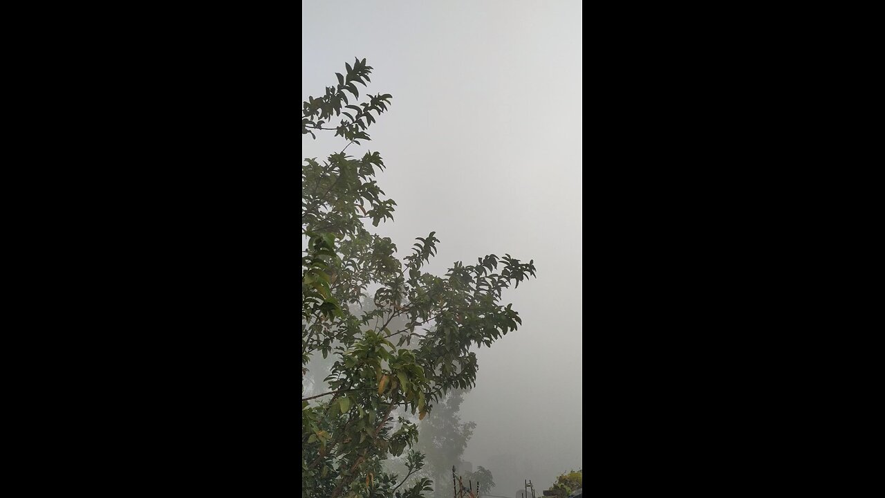 Nature with Dense Fog