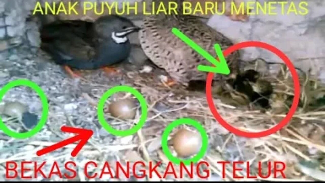 BERHASIL MENANGKARAN PUYUH LIAR, #penangkaranpuyuhliar #puyuhliar #puyuhhutan @puyuhliarkediri