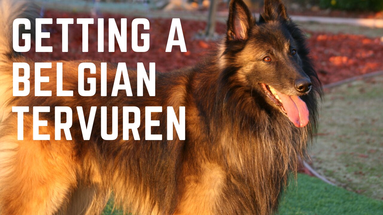 Getting a Belgian Tervuren.Things to consider before getting a Belgian Tervuren