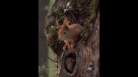 WATCH!!! Mama Squirrel gives birth to a litter of adorable babies